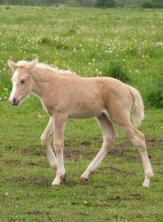 Eesti hobune Voore Adella