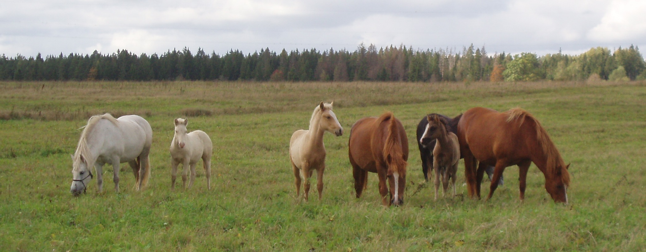 Voore Tallid- eesti hobused varssadega