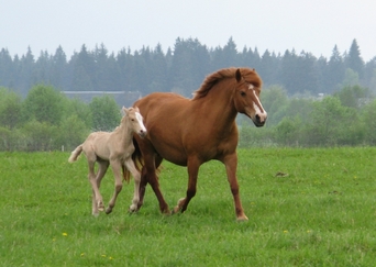 Eesti hobune Voore Treia