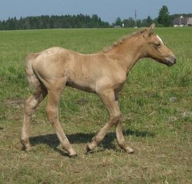 Eesti tõugu hobune Voore Aslan