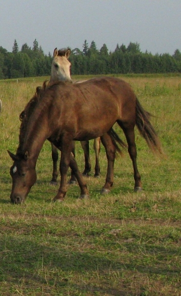 Voore Tallid - eesti tõugu hobune Voore Aapos