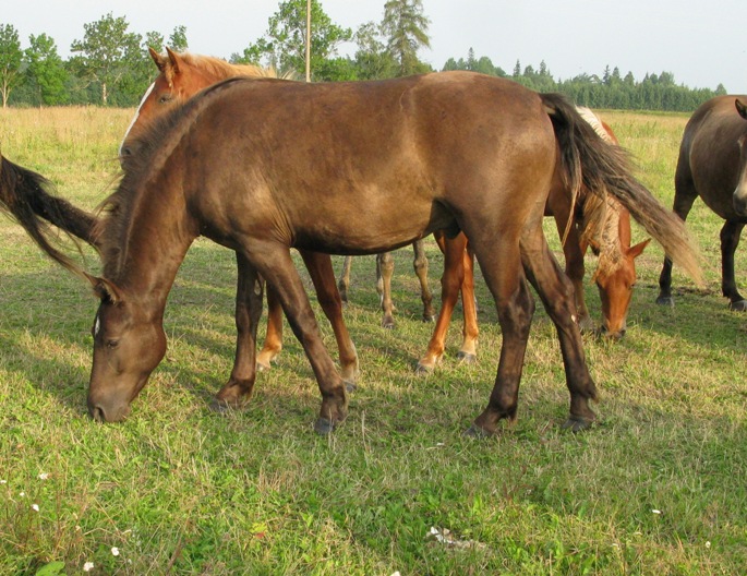 Voore Tallid - eesti tugu hobune Voore Aapos
