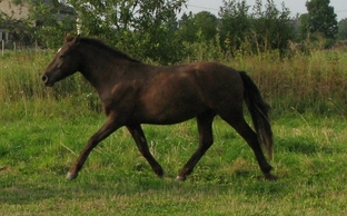Voore Tallid - eesti tugu hobune Voore Aapos