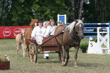 Voore Tallid - eesti tõugu hobused