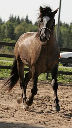 eesti tugu hobune Apollo