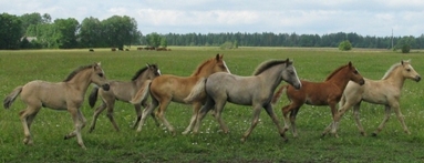 estonian native horses for sale