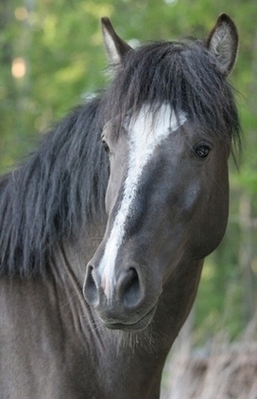 eesti hobune Apollo