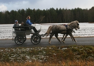 Voore Tallid - eesti hobuste paarisrakend