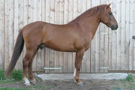 Eesti Hobune - Tunnustatud Sugutkk Rodeo - Voore Tallid