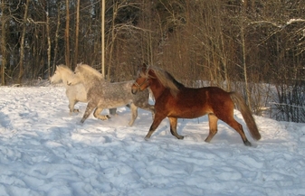 Voore TAllid- eesti hobune Rotser