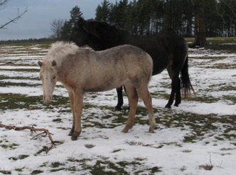 Voore TAllid- eesti hobuse varss Voore Adéele