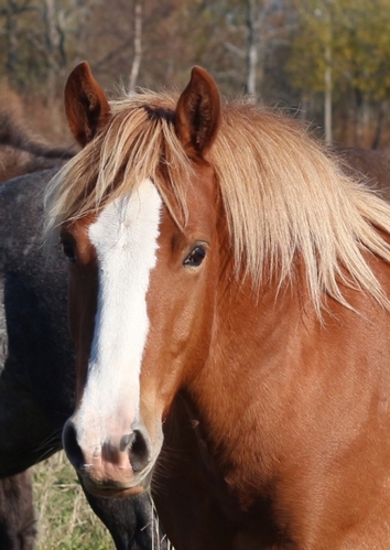 native horse for sale