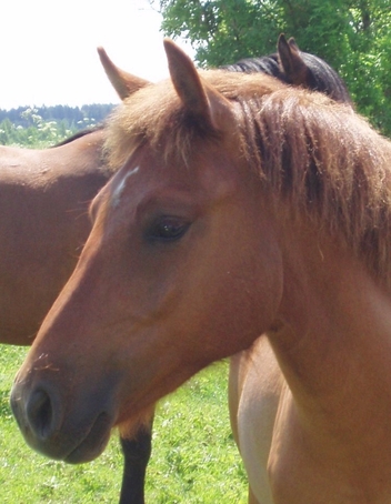 Voore Tallid - estonian native horse Voore Anet