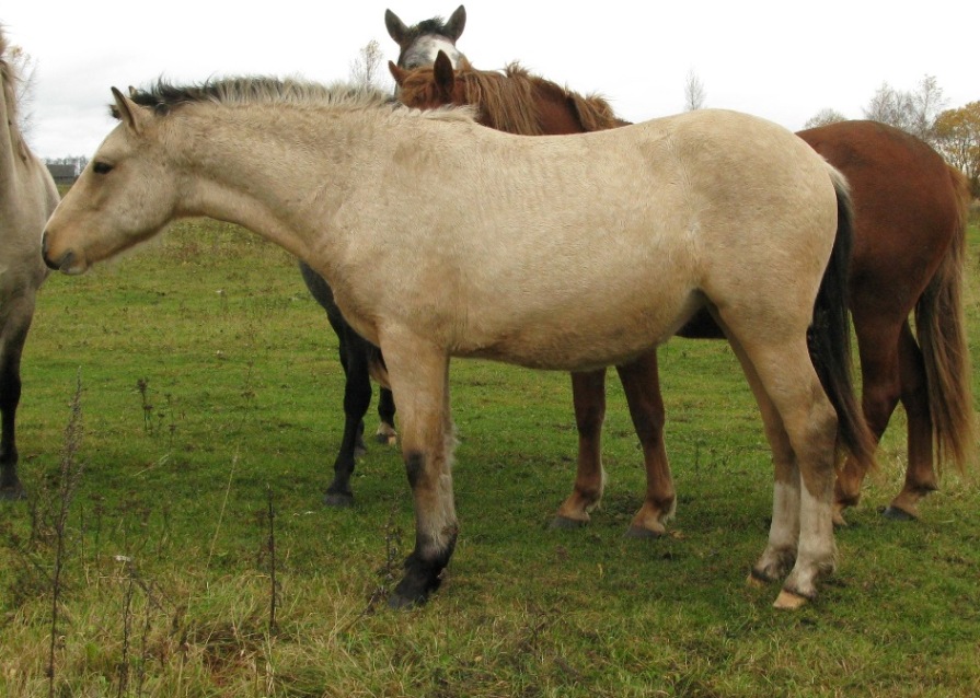 voore Tallid eesti hobune