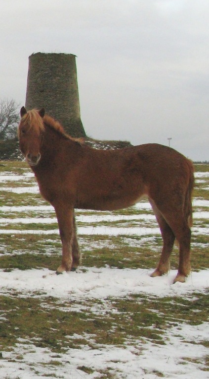 Voore Tallid - eesti hobune Voore Tanna