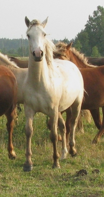 Voore Tallid - eesti hobune Voore Tarapita