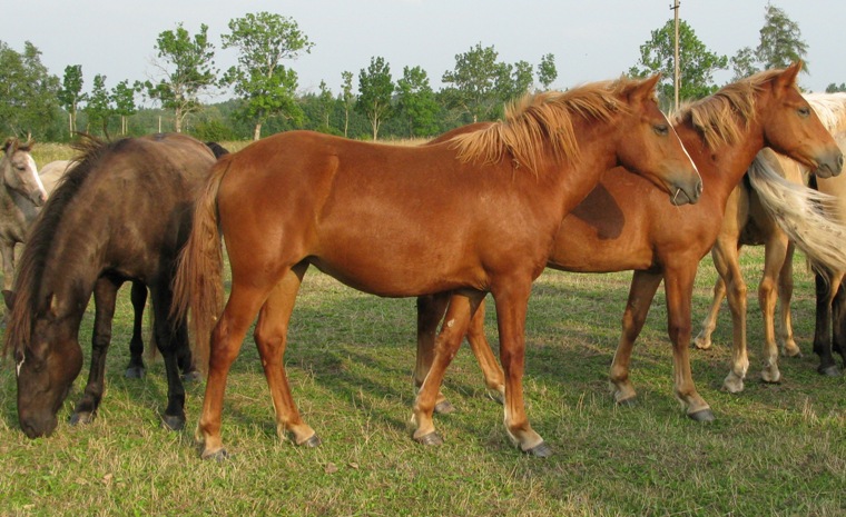 Voore Tallid - eesti hobune Voore Tessa