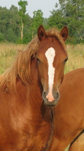 Voore Tallid - eesti hobune Voore Tessa