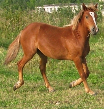 Voore Tallid - eesti hobune