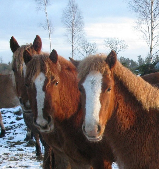 Voore Tallid - eesti hobune, eesti tõugu hobune, hobuse pilt