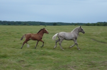 Voore Tallid eesti hobused