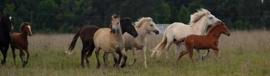 Eesti Hobune - Müüa Hobune - Voore Tallid